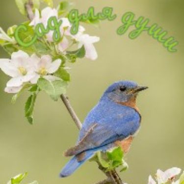 Иконка канала Сад для души