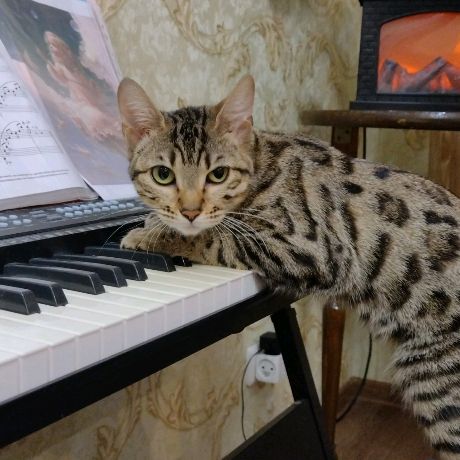 Аватар автора