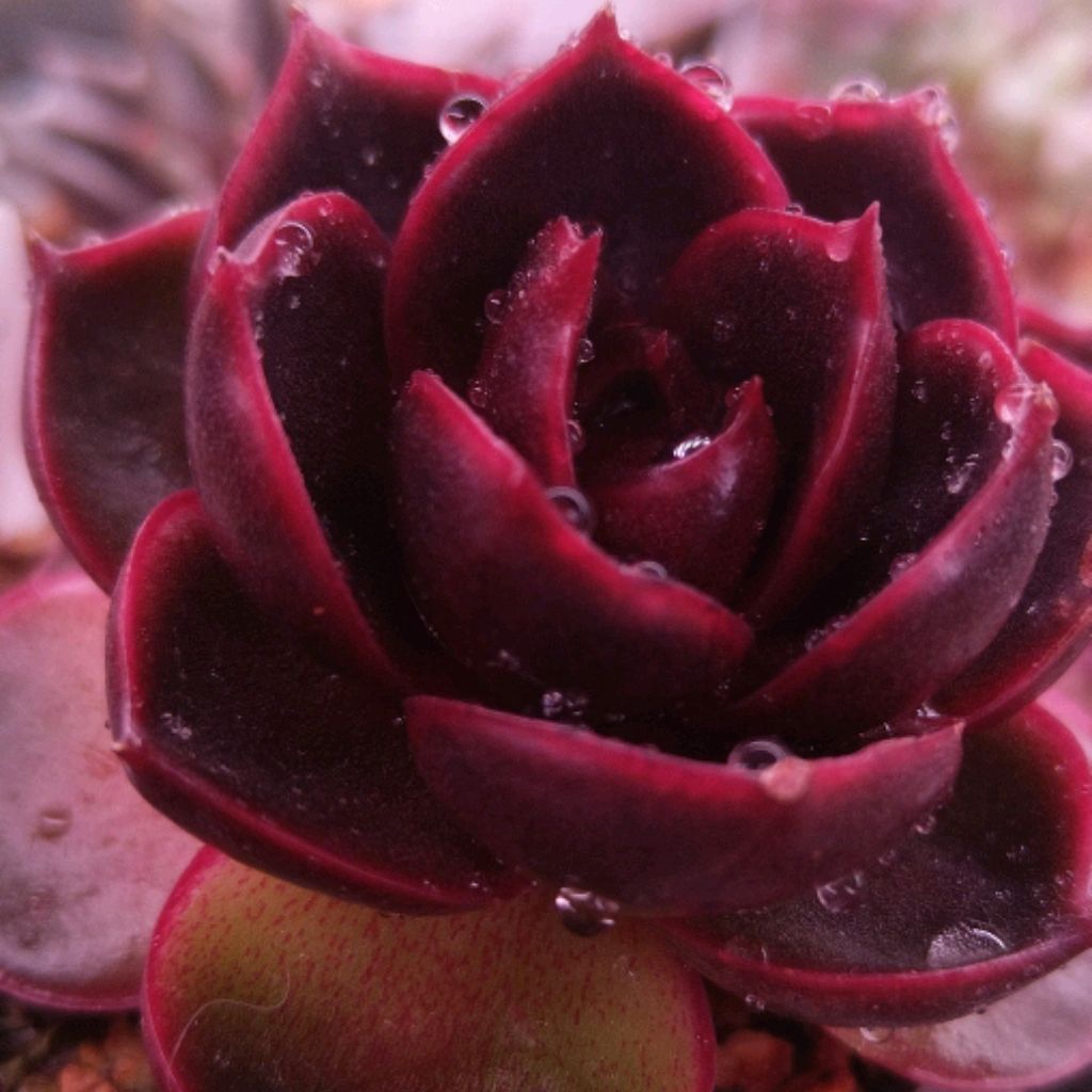 Иконка канала Молодило и суккуленты.