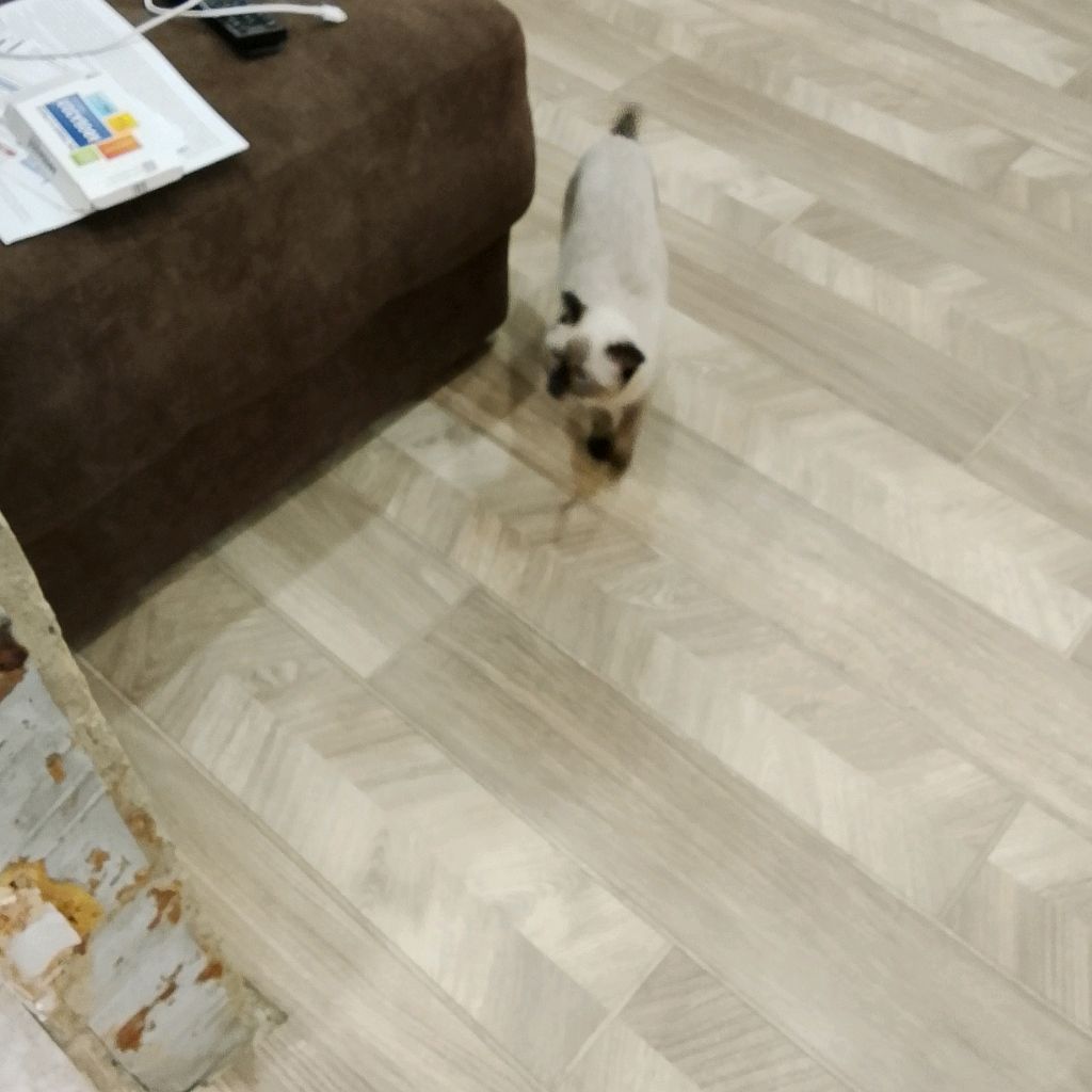 Иконка канала Pro Kotik