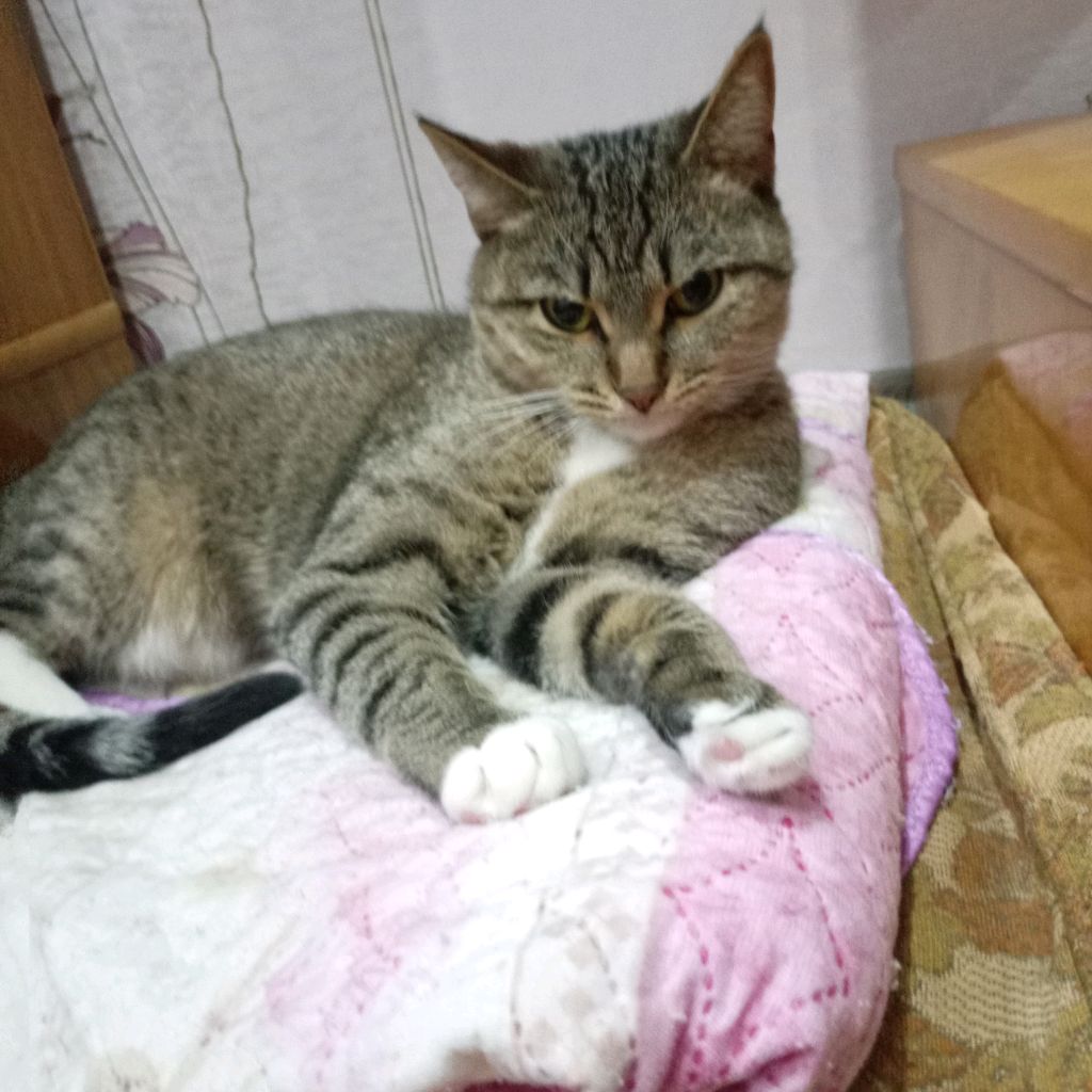 Аватар автора