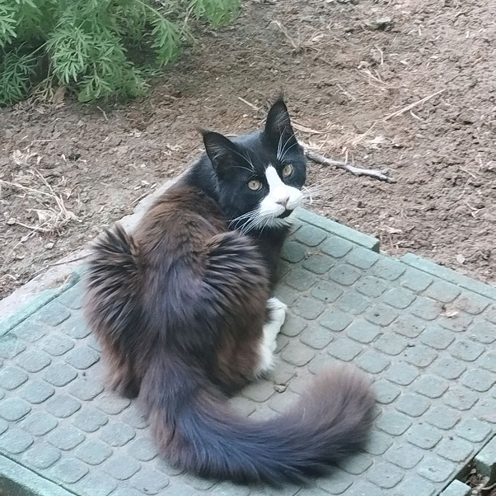 Иконка канала Старый КОТ