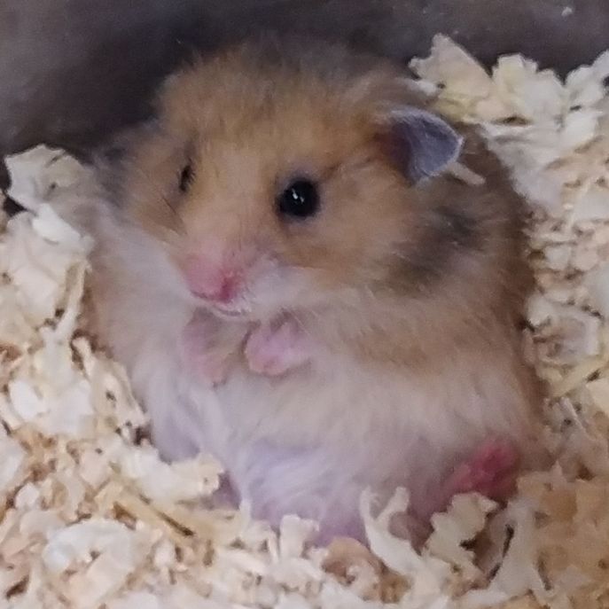 Иконка канала Шоу про хомяков