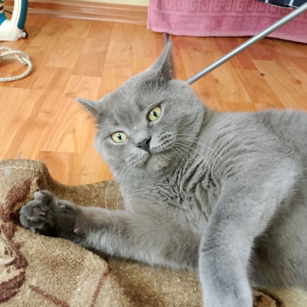 Аватар автора