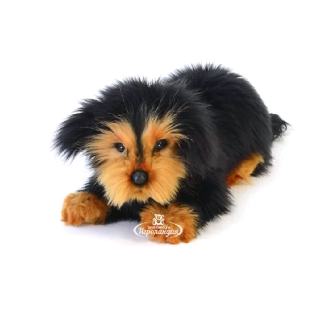 Иконка канала 🐕дай лапку☆дружок🐕