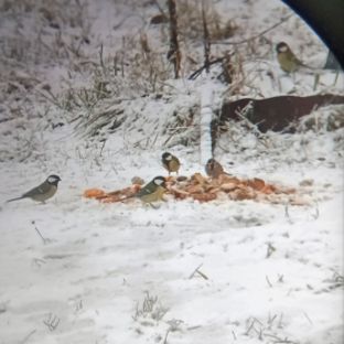 Иконка канала Bird