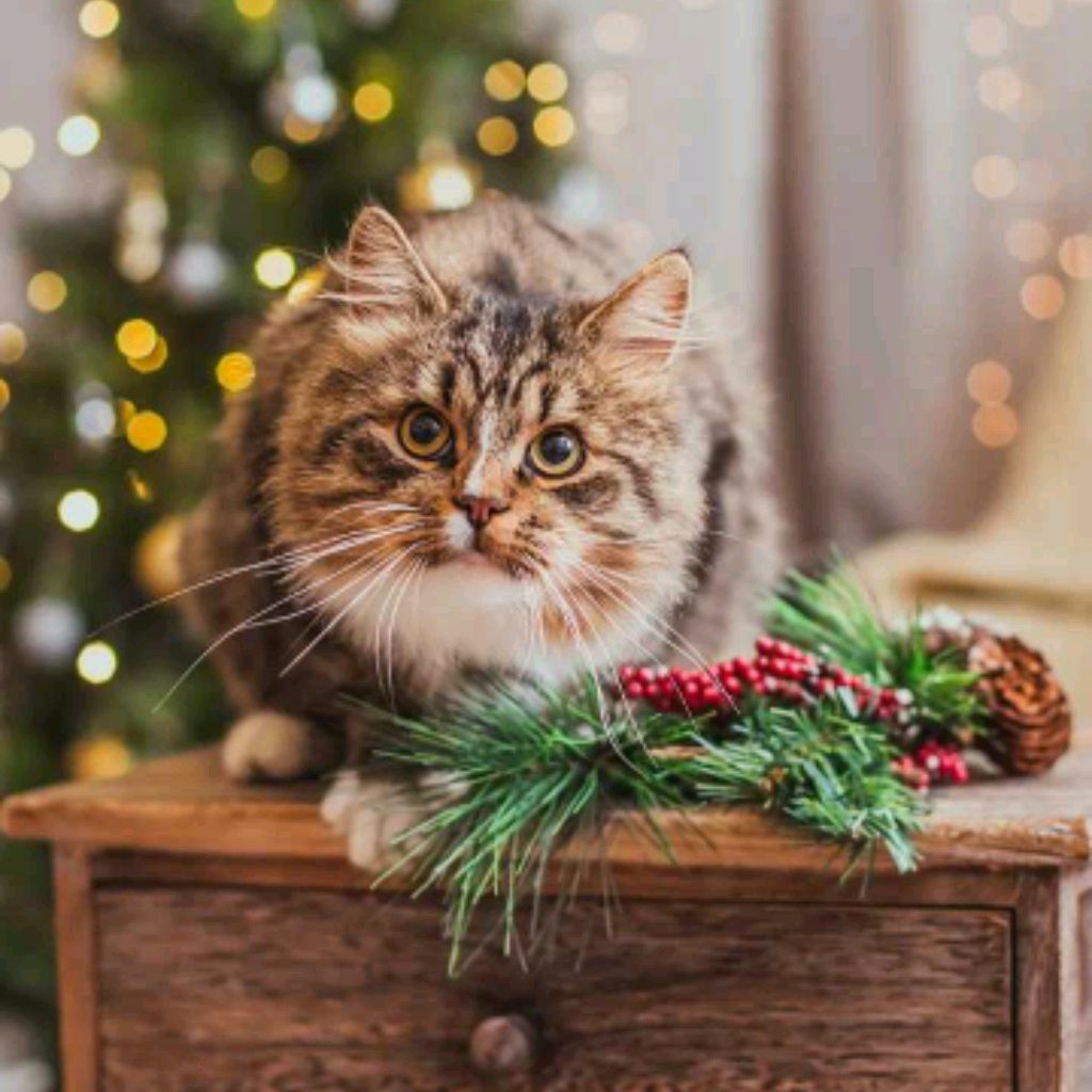 Иконка канала Corgi_1234