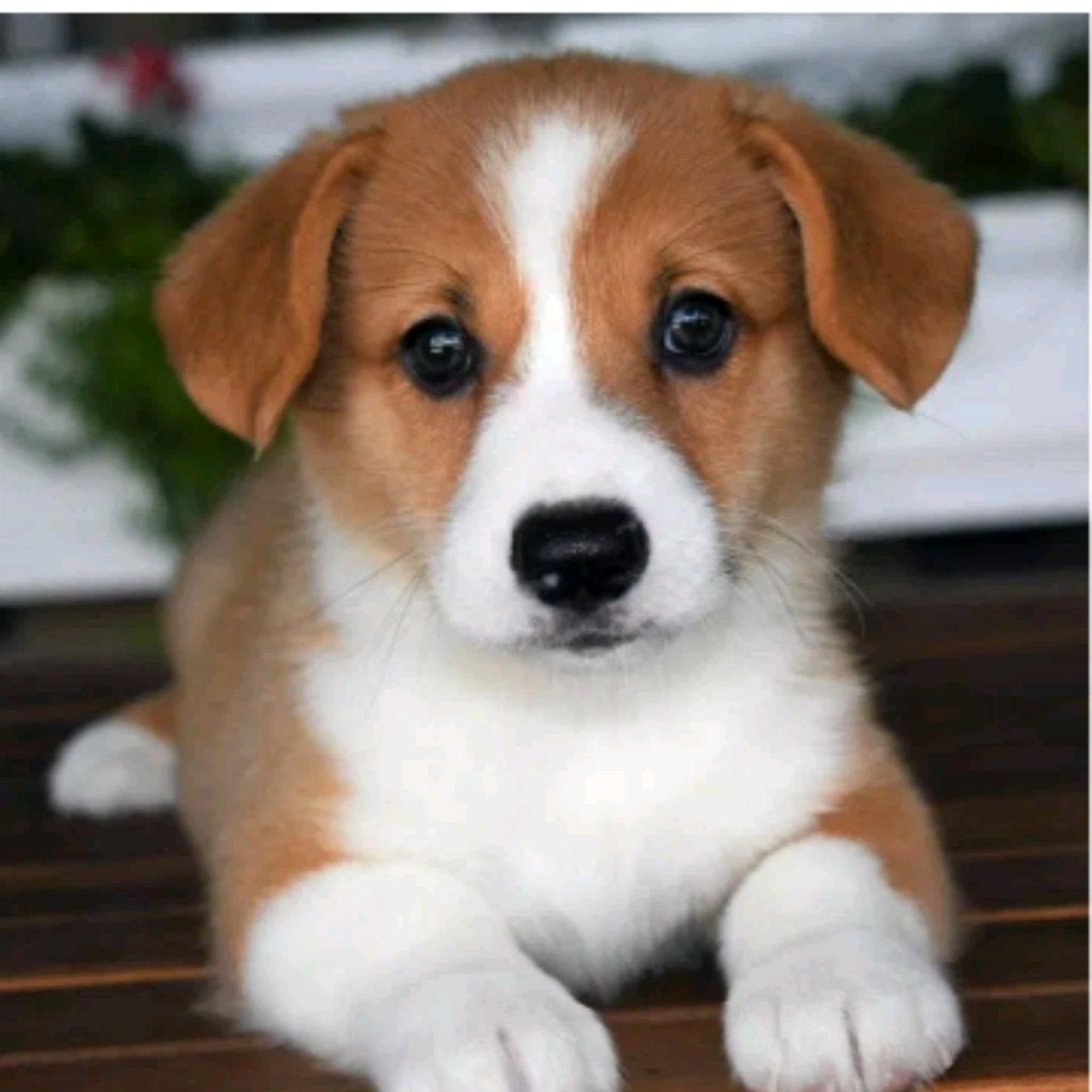 Иконка канала Техника Кёрхер