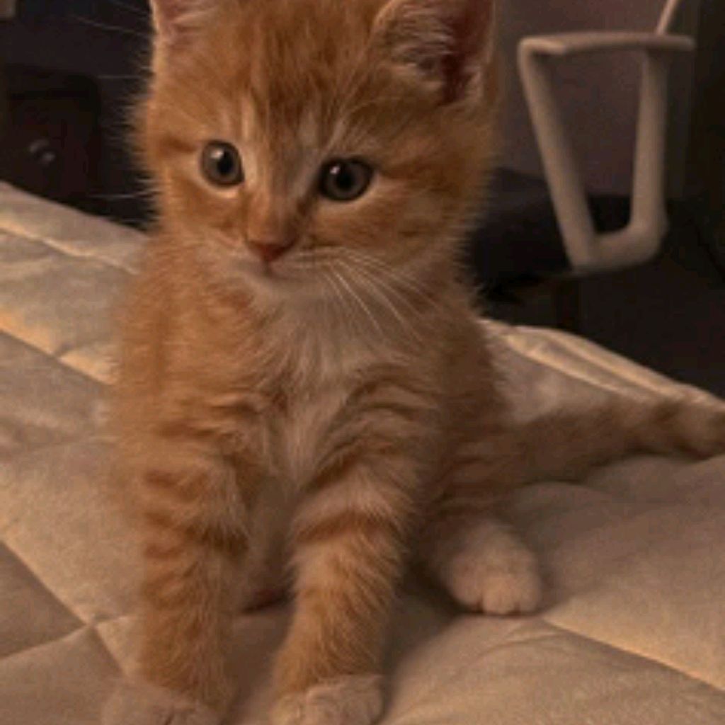 Иконка канала Маленькую Кису не обижать укусит!!!