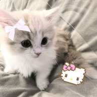 Иконка канала КОТЫ ТВ