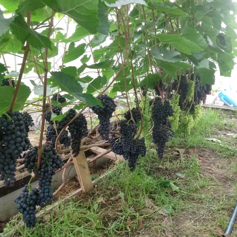 Иконка канала Урожай ТВ