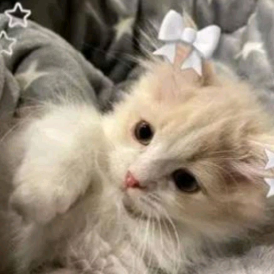 Иконка канала bini~diksi