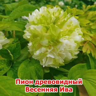 Иконка канала Садоводы 63pokupki.ru