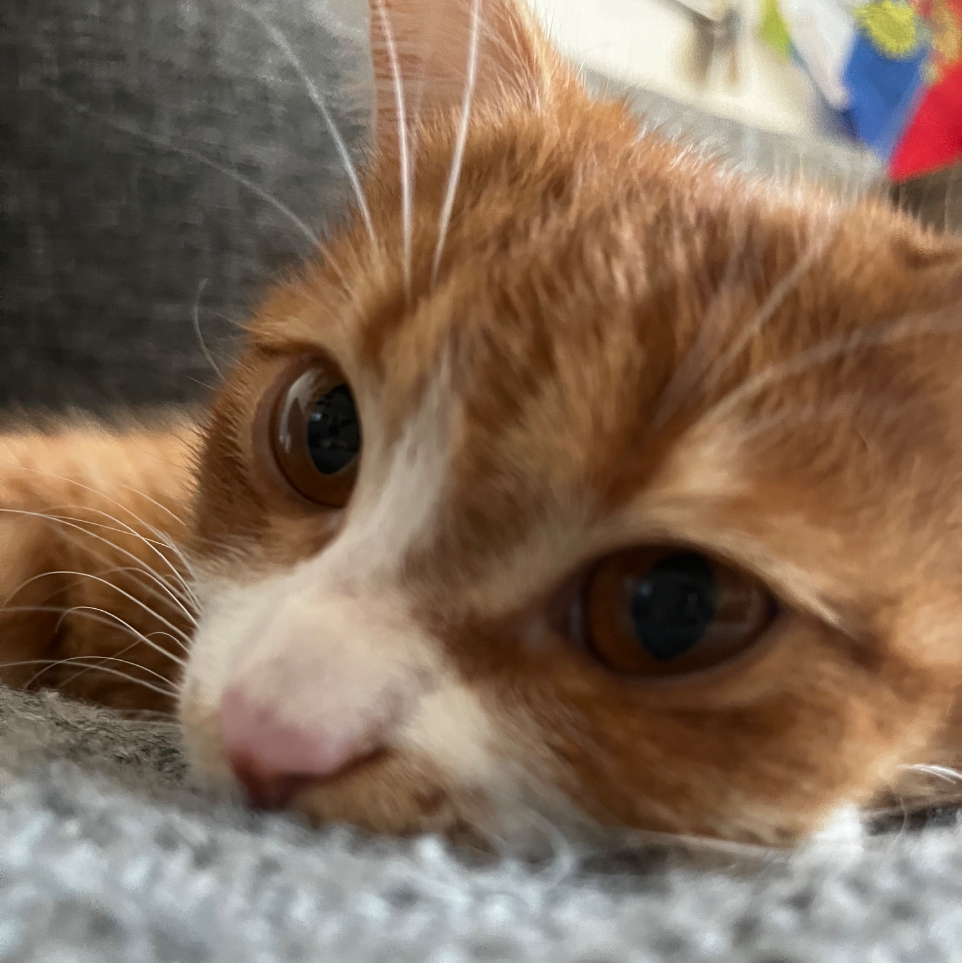 Иконка канала Елена Голышева