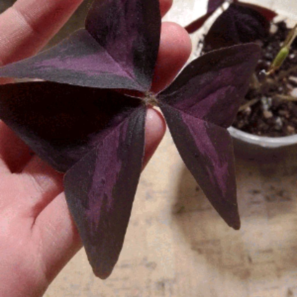 Иконка канала Растения - Это Самое Главное