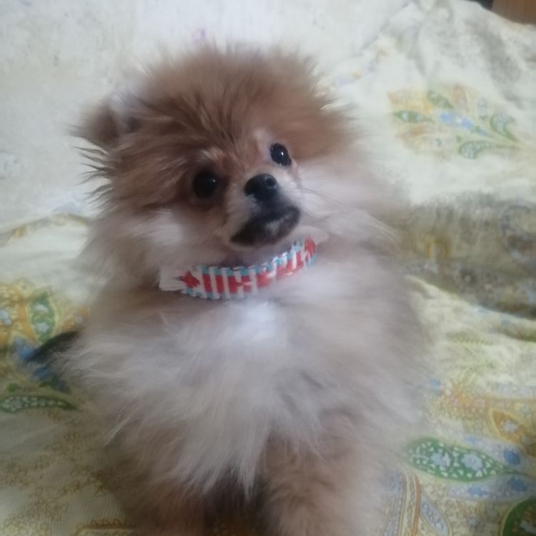 Иконка канала 🦁Лев🦁