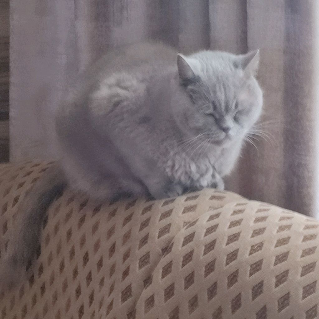 Аватар автора