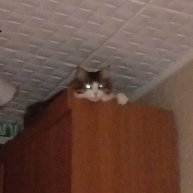 Иконка канала Киборг Кот😼