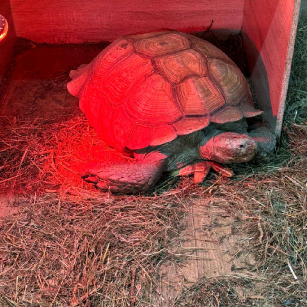 Иконка канала Большая Черепаха 🐢 Лего