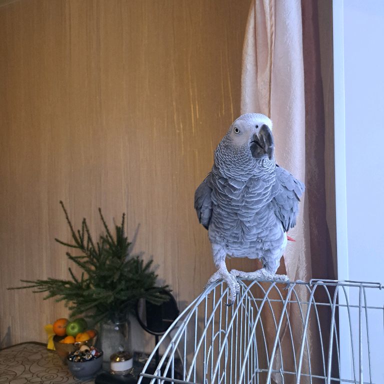 Иконка канала Птица Говорун