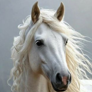 Иконка канала Wild_Horse _Shelfe