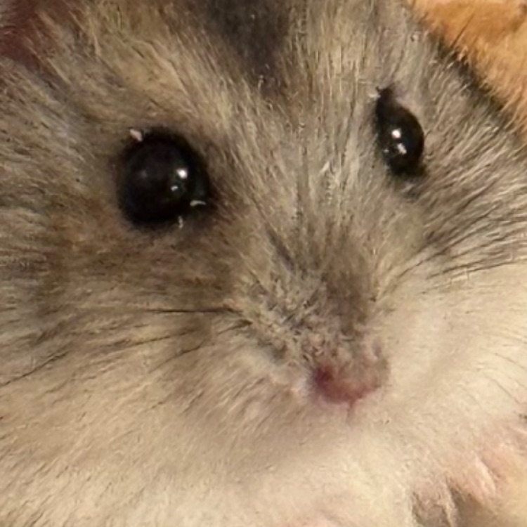 Иконка канала Хомяк Ричард 🐹