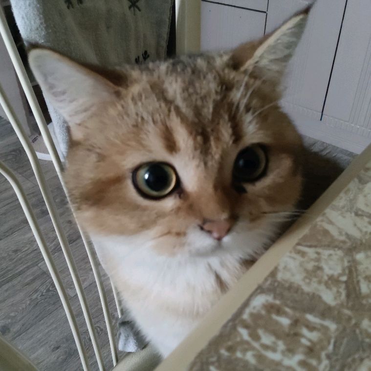 Иконка канала rutube_account_13417736