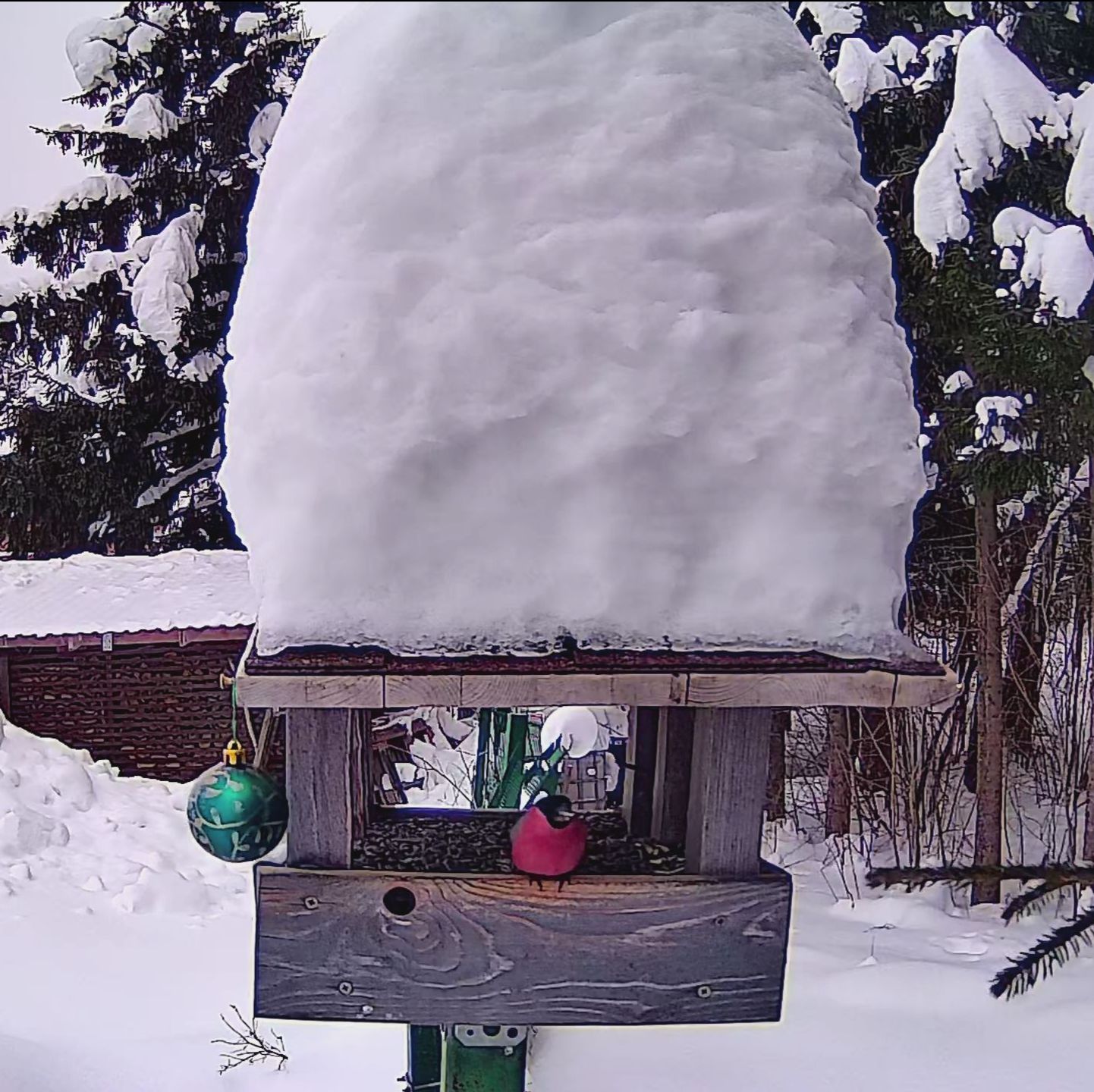 Иконка канала Подмосковная кормушка