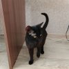 Иконка канала Новый Канал Ваня Мяу-мяу