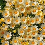 Иконка канала 🌼Sharanutyy_Kosmos🌹