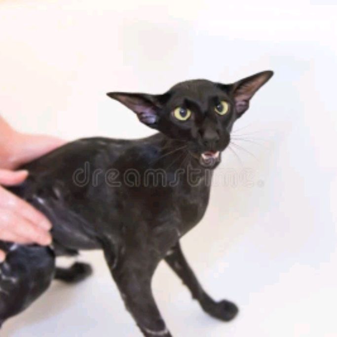 Иконка канала Шанти Большеух