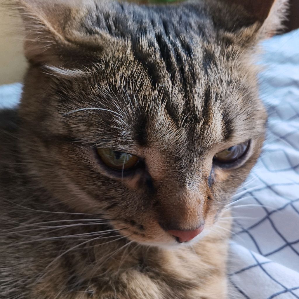 Иконка канала ﹤• Meow •﹥