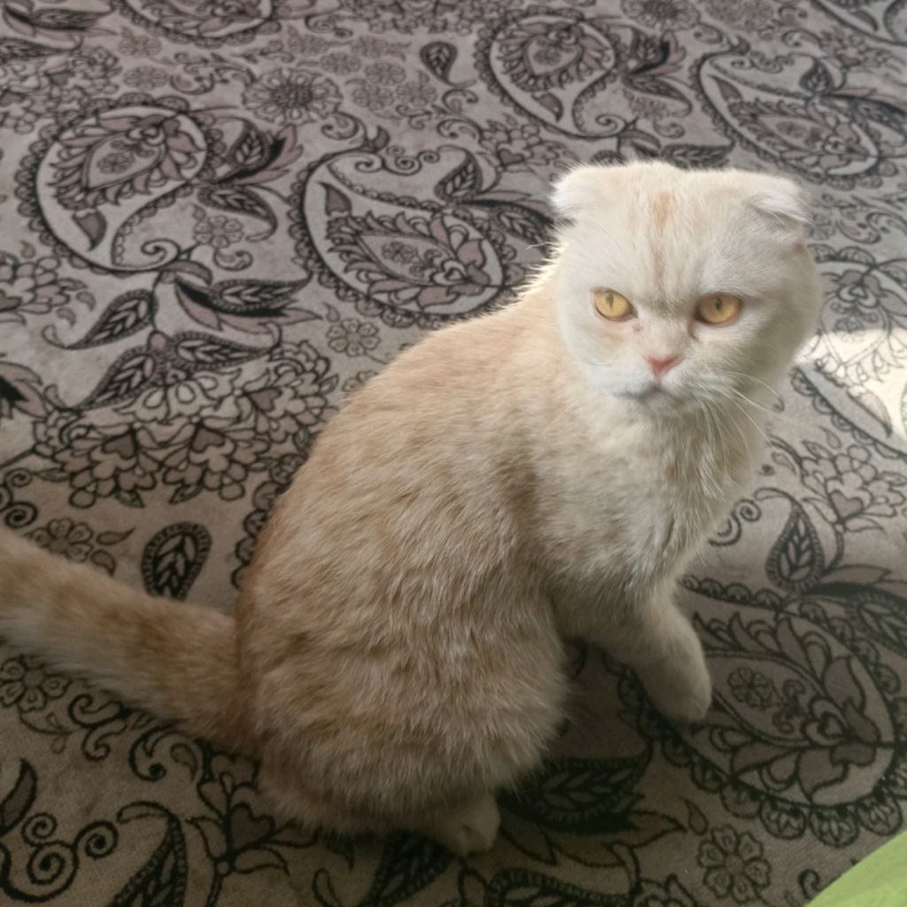 Иконка канала Панацея