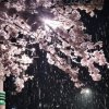 Иконка канала 🌸Нo4нaR Сakypa🌸