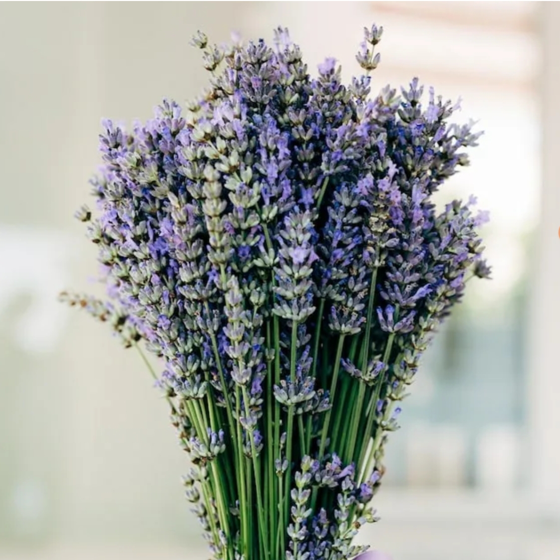 Иконка канала varya lavanda