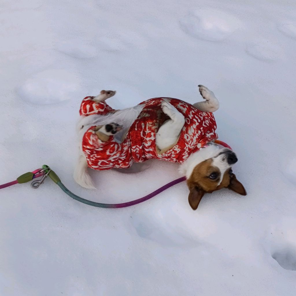 Иконка канала Zhirondairllota