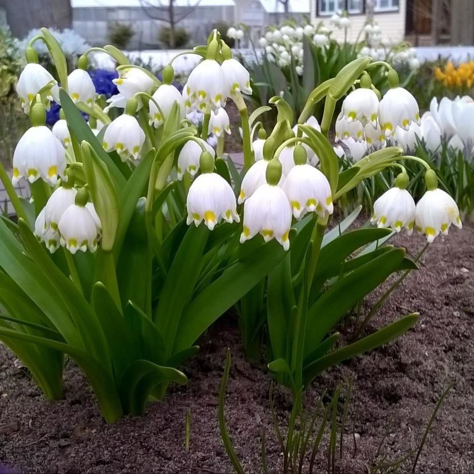 Иконка канала Жизнь глазами садовода