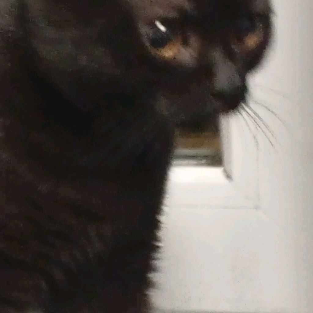 Иконка канала Смешные Кошки