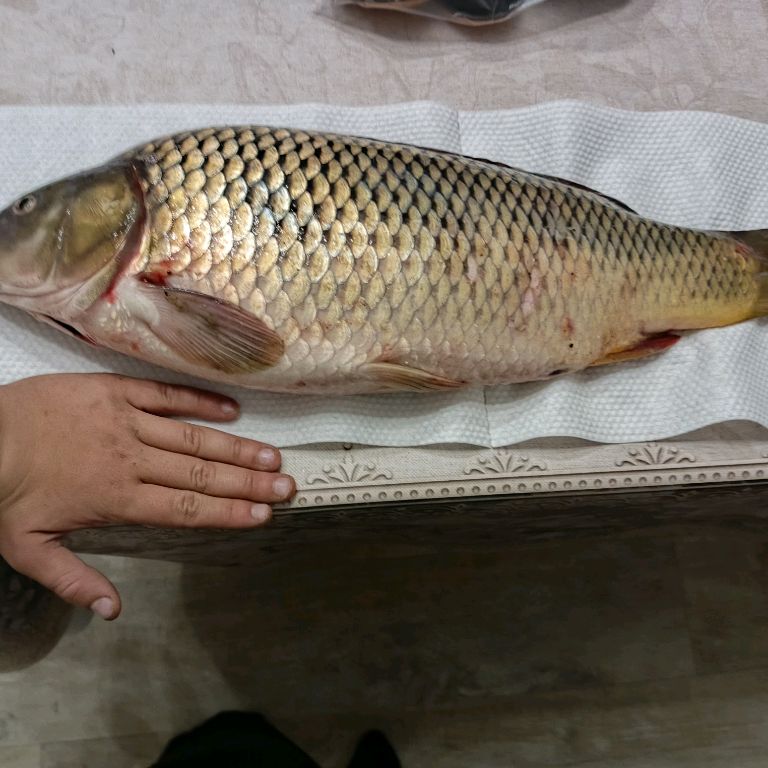 Иконка канала Рыбалка