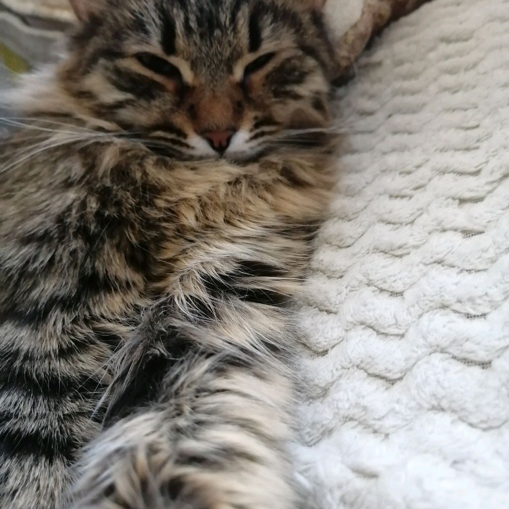 Иконка канала Полин и Вкусняшки