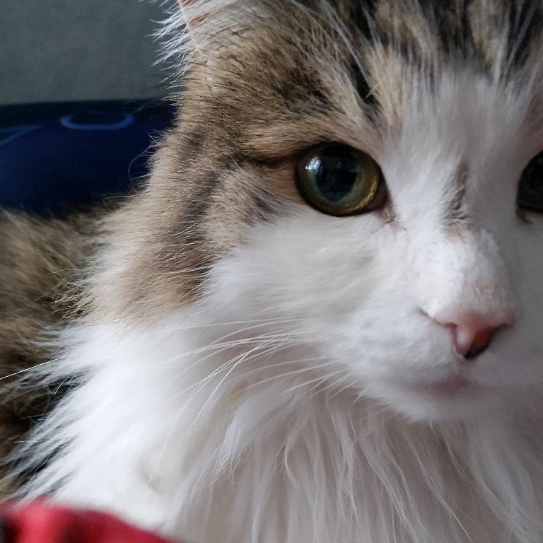 Иконка канала Дедовичь