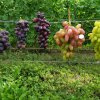 Иконка канала Виноградник в Казинке