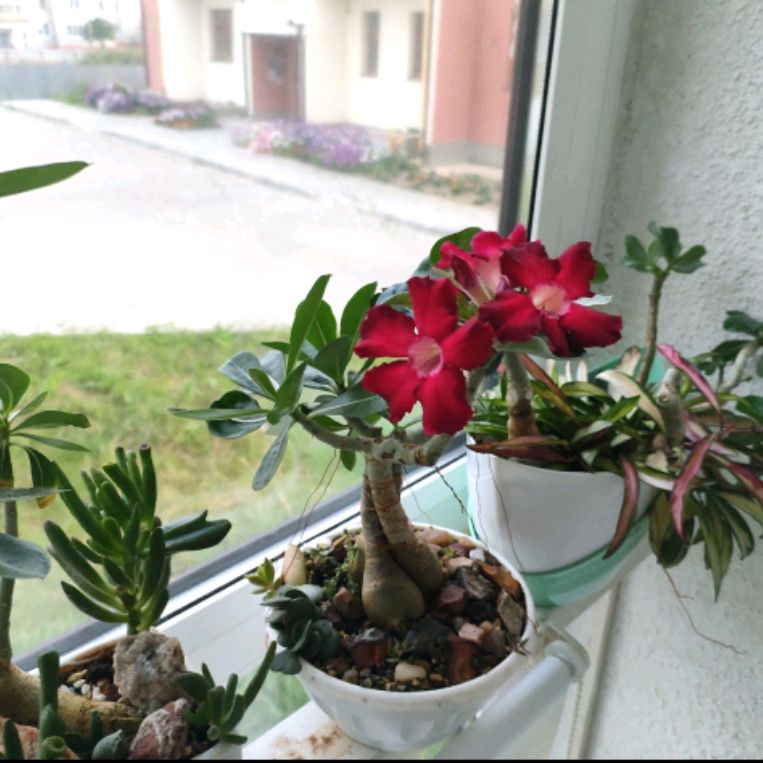 Иконка канала Цветоголик🤪