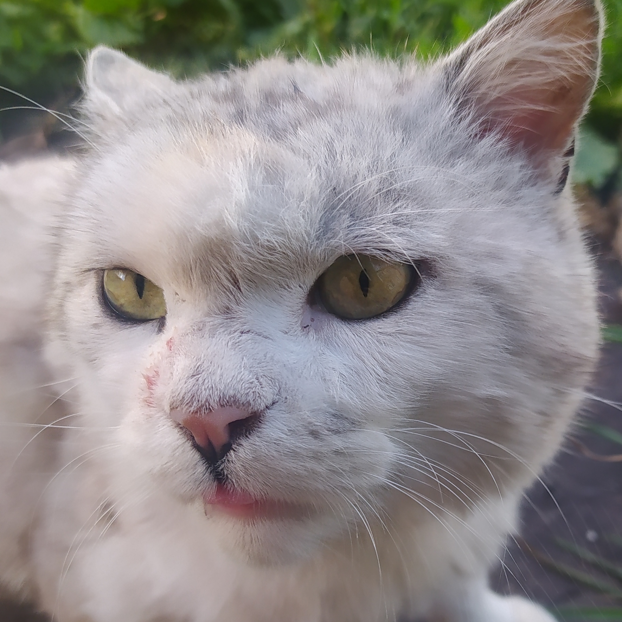 Иконка канала Мяу 😼