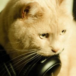 Иконка канала кимото