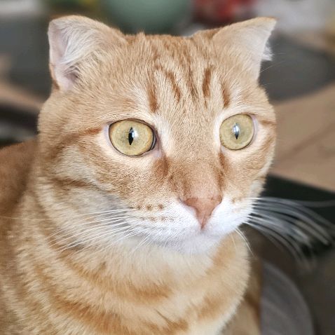 Иконка канала Кот Кешью