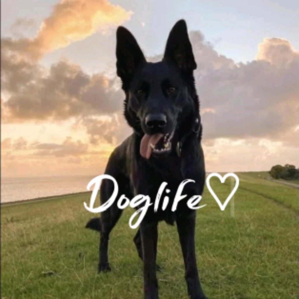 Иконка канала 🐾Doglife🐾