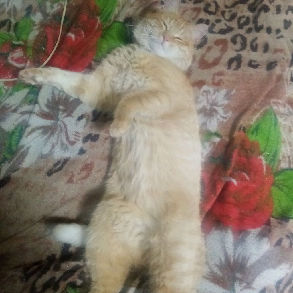 Иконка канала Санс