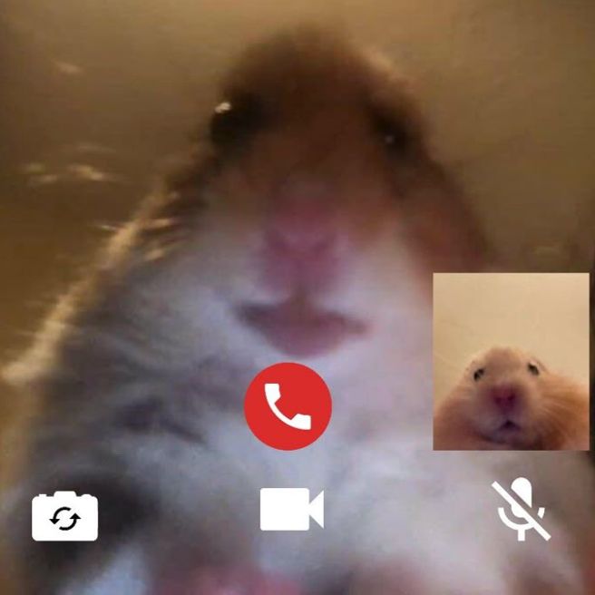 Иконка канала Хомячел