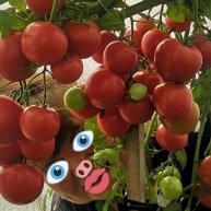 Иконка канала 240 Вёрст от Тveri